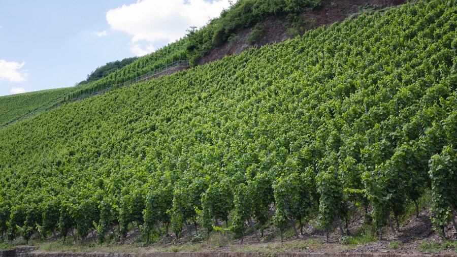 Photo "Vines by the town Ürzig in the Mosel valley." by Peulle (Creative Commons Attribution-Share Alike 4.0) / Cropped from original