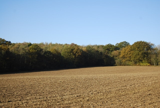 Hale Park Wood & Moat Wood