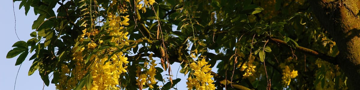 Photo "Golden rain" by VBuhl (Creative Commons Attribution-Share Alike 3.0) / Cropped from original