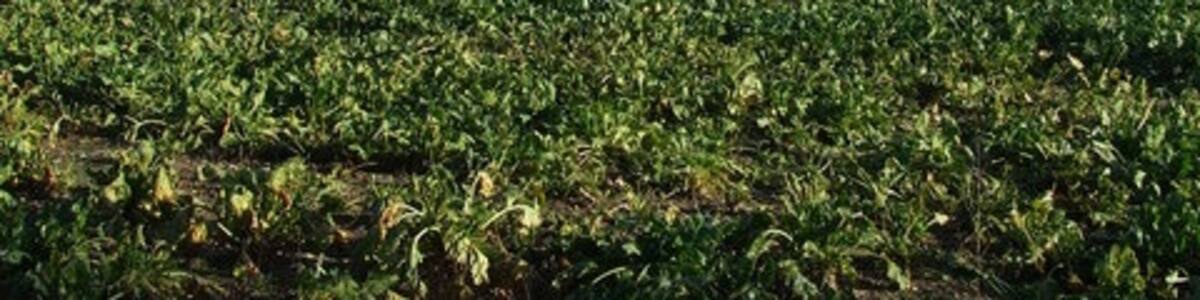 Photo "Lone Tree Loan tree in sugar beet field near to Brettenhan, Norfolk." by Keith Evans (Creative Commons Attribution-Share Alike 2.0) / Cropped from original
