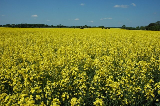 Billede "Sevenhampton" af Philip Halling (CC BY-SA) / beskåret fra det originale billede