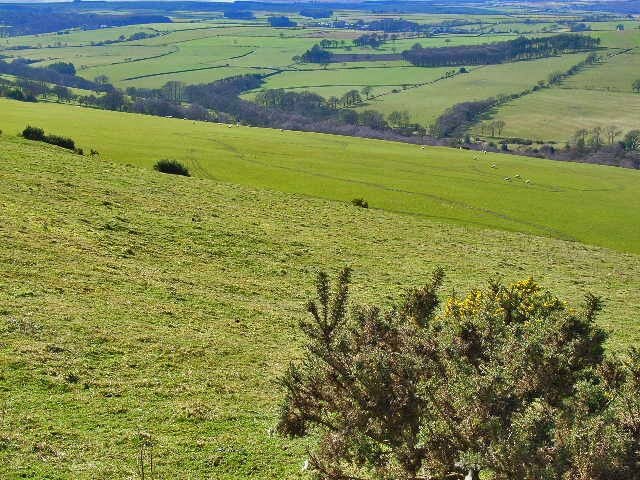 Photo "Cornsay" by Oliver Dixon (CC BY-SA) / Cropped from original