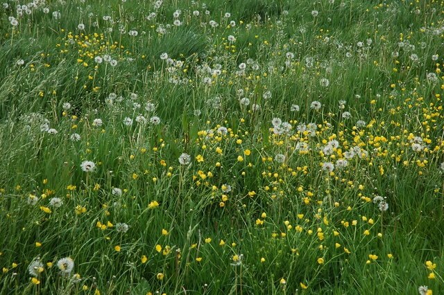 Dandelions in a field at Upton Snodsbury