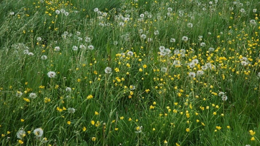 Photo "Dandelions in a field at Upton Snodsbury" by Philip Halling (Creative Commons Attribution-Share Alike 2.0) / Cropped from original