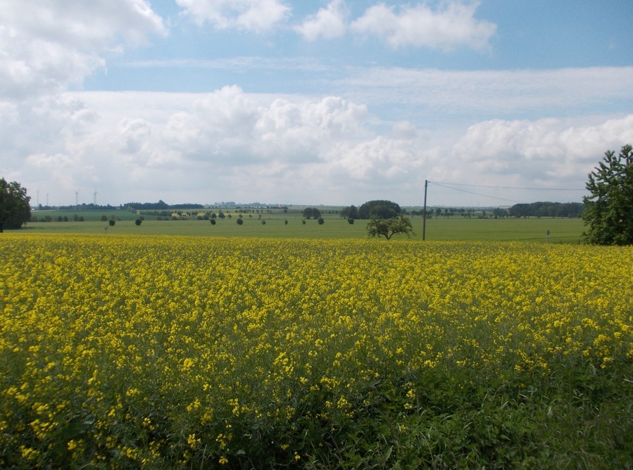 Landscape near Neu-Casabra (Naundorf, Nordsachsen district, Saxony)