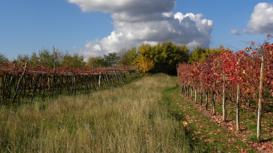 Photo "Jesenski vinogradi / Autumn vineyards" by Gorupka (Creative Commons Attribution 2.0) / Cropped from original