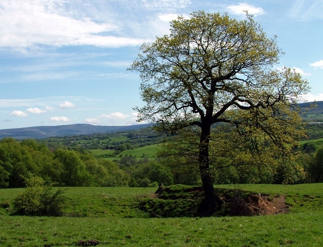 Lone Tree This photograph taken on a bright spring day shows a lone tree in the foreground with the Great Wood in the mid distance.