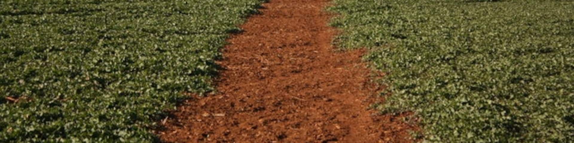 Path to St.Hibald's church. The splendid view of St.Hibald's church, Ashby-de-la-Launde as you approach on the footpath from Bloxholm