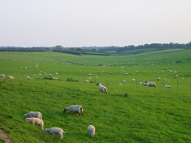 Lamb on the hoof. Looking south west from Little Dully. There is currently a proposal for a new road through here.