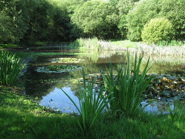 Pond on Derby Green