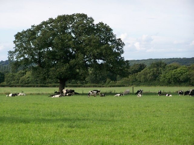 Friesian Dairy Cows, Thornton Manor