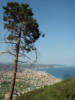 Pinus pinaster sopra Borghetto Santo Spirito