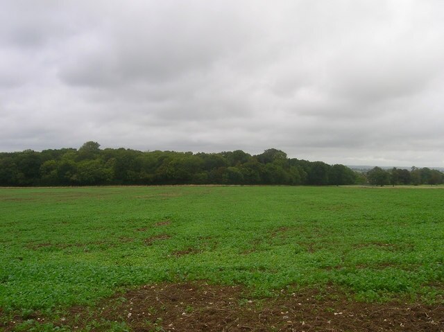 Foto "Newtimber" por Simon Carey (CC BY-SA) / Recortada de la original