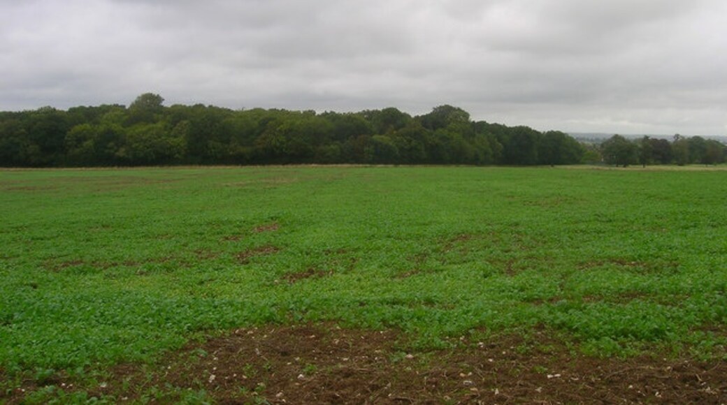 Foto "Newtimber" por Simon Carey (CC BY-SA) / Recortada de la original