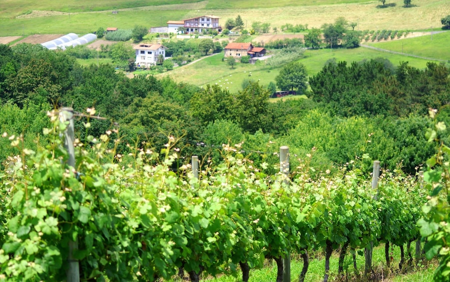 Txakoli vinyards
