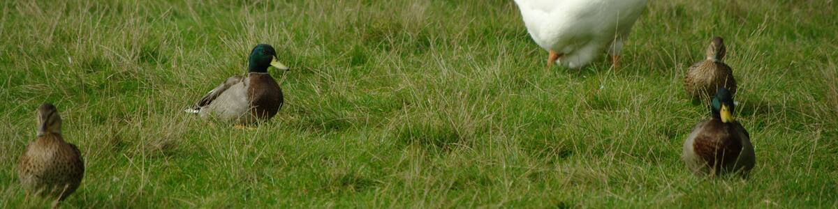 Photo "Fowl" by D Heaysman (Creative Commons Attribution 3.0) / Cropped from original