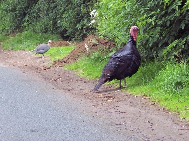 Turkey Dinner One that didn't make the Christmas dinner table. By the side of the lane near Borrowby.