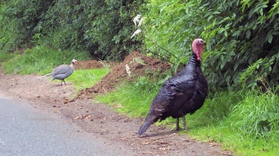 Photo "Turkey Dinner One that didn't make the Christmas dinner table. By the side of the lane near Borrowby." by Trish Steel (Creative Commons Attribution-Share Alike 2.0) / Cropped from original