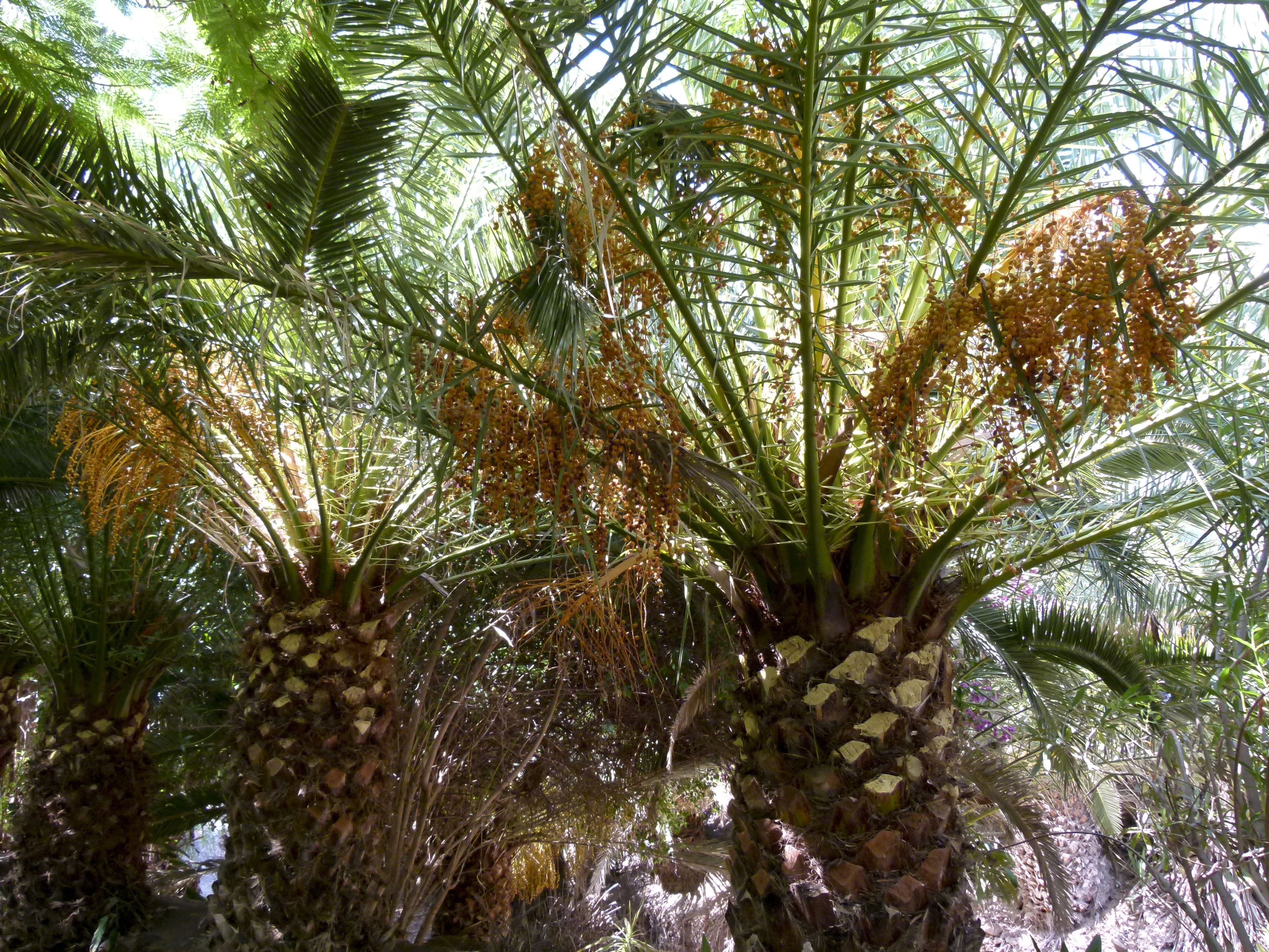 Date palm (Phoenix canariensis) in the Oasis Park botanical garden, La Lajita, Pájara, Fuerteventura, Canary Islands, Spain