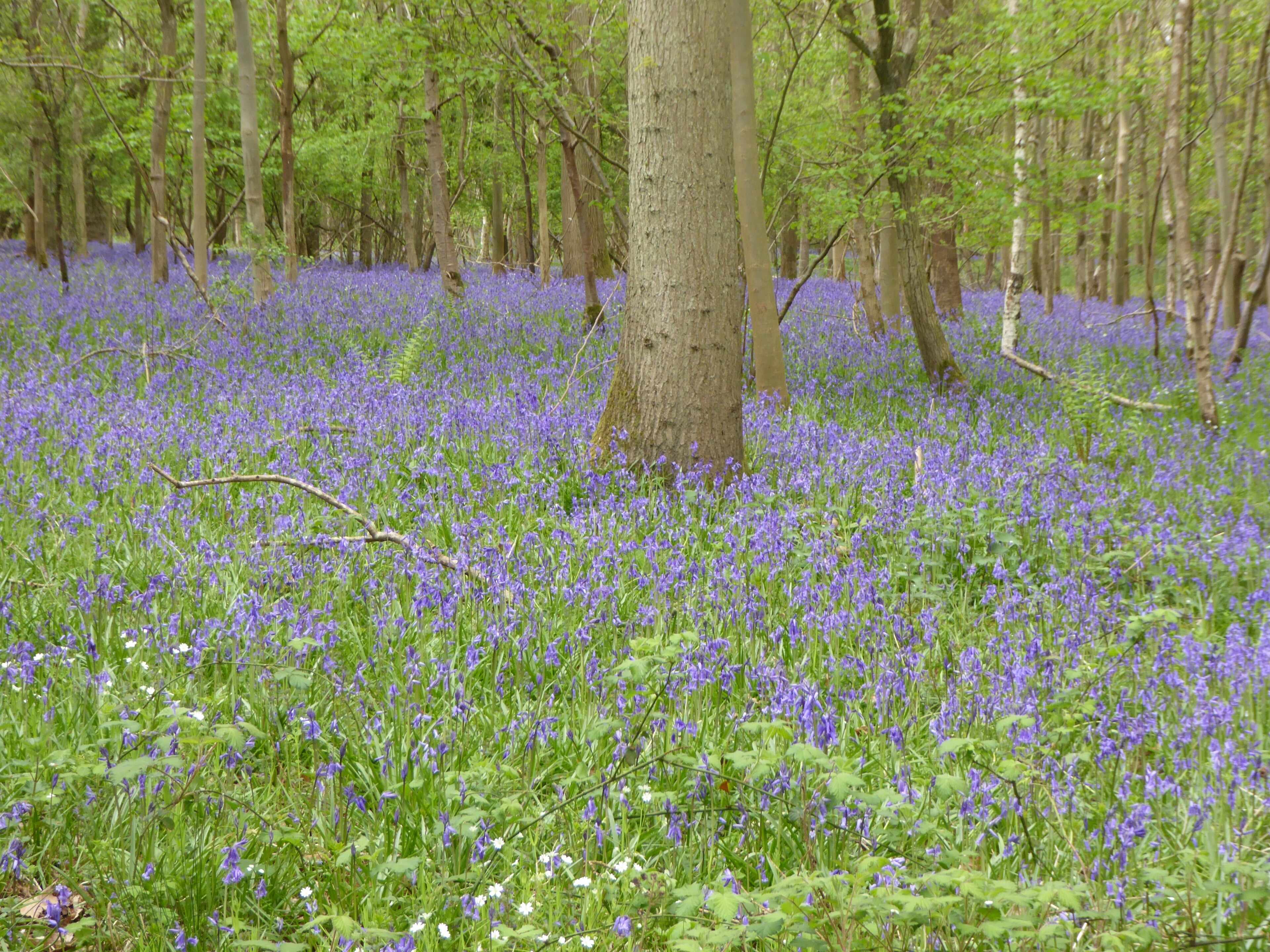 Foto “Southwick” tomada por Dudley Miles (CC BY-SA); recorte de la original