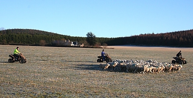 Rounding up the Flock This is the modern method of rounding up sheep - with quad bikes. The sheep were being unusually frisky and unco-operative today, but I gather that they normally react better to the quad bikes than to dogs.