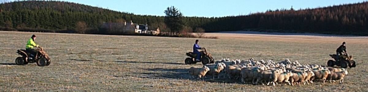 Photo "Rounding up the Flock This is the modern method of rounding up sheep - with quad bikes. The sheep were being unusually frisky and unco-operative today, but I gather that they normally react better to the quad bikes than to dogs." by Anne Burgess (Creative Commons Attribution-Share Alike 2.0) / Cropped from original
