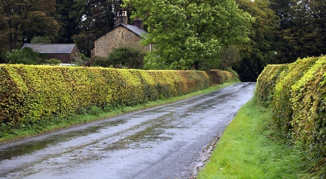 Beech hedge on Abbeystead Lane