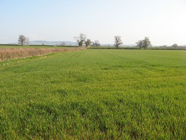 Winter crops, Lowe Looking across arable land, parallel with the sometimes busy minor road from Lyonshall to Shobdon.