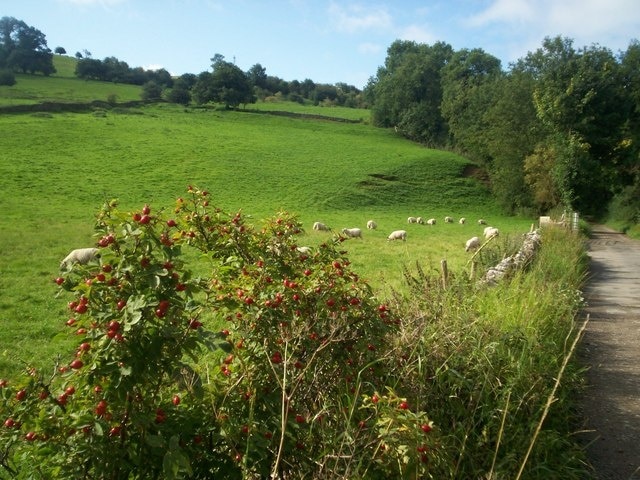 Rose hips and sheep in Coombs Dale This is the track that progresses through through Coombs Dale, pictured here close to the A623.