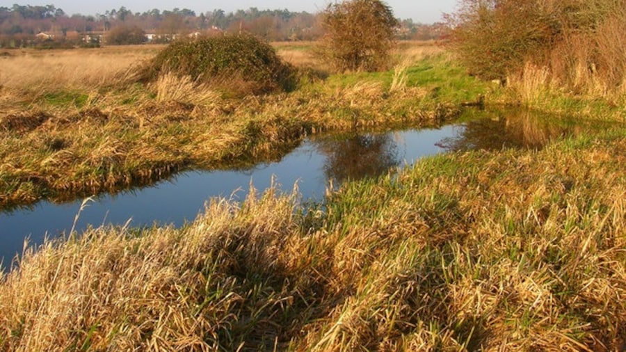 Photo "Old Canal, Waltham Brooks Remnant of the old Arun-Wey Canal in Waltham Brooks, having left the river just to the south before disappearing just beyond the picture." by Simon Carey (Creative Commons Attribution-Share Alike 2.0) / Cropped from original