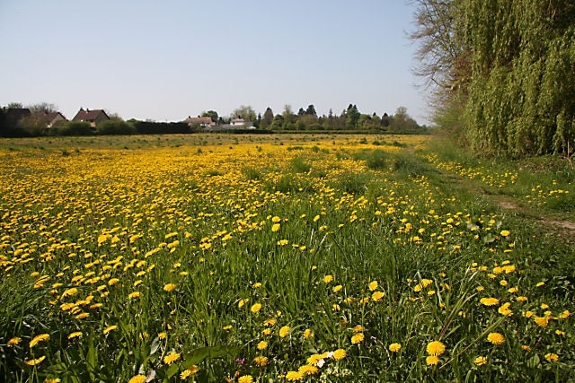 Field of dandelions, Fordham This field is situated at the southern end of the village of Fordham. Public footpaths follow the western and northern edges of the field, but local people often use other routes across the field as shortcuts.