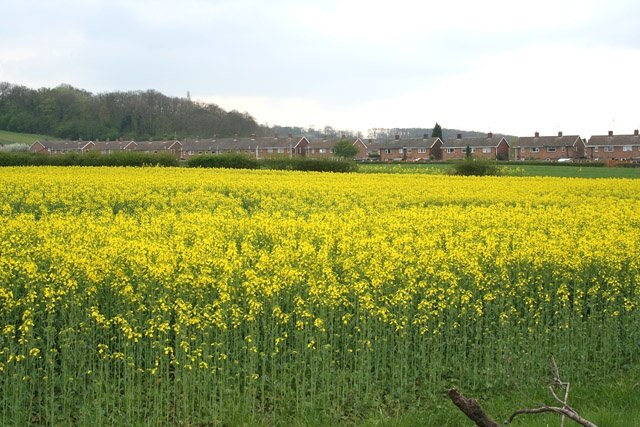 Oil Seed Rape at Cotgrave. Cotgrave was one of the most southerly coal mining villages in the Nottinghamshire coal fields opened in the 1960s. A huge National Coal Board owned housing estate was built to the south and east of the village to accommodate hundreds of "immigrant" miners from the closing Scottish and North Eastern mines. See http://www.minersadvice.co.uk/nottingham.htm