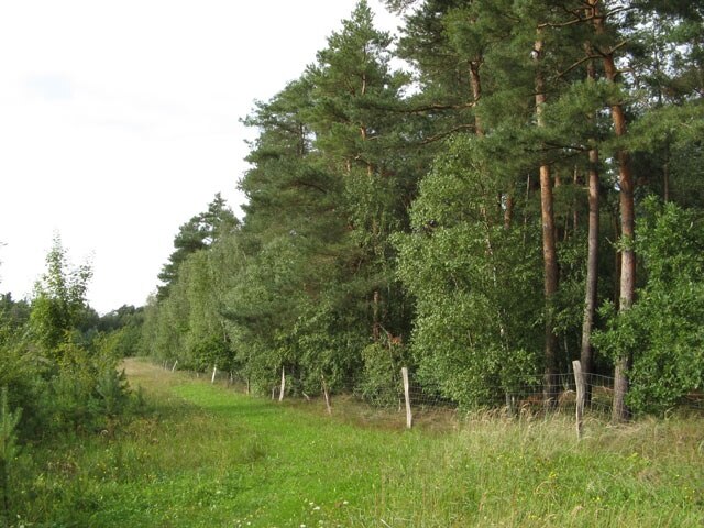 Lichtung im Kieferwald