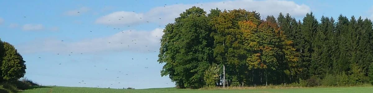 Photo "Wäldchen beim Steinbruch" by Immanuel Giel (Creative Commons Attribution 3.0) / Cropped from original