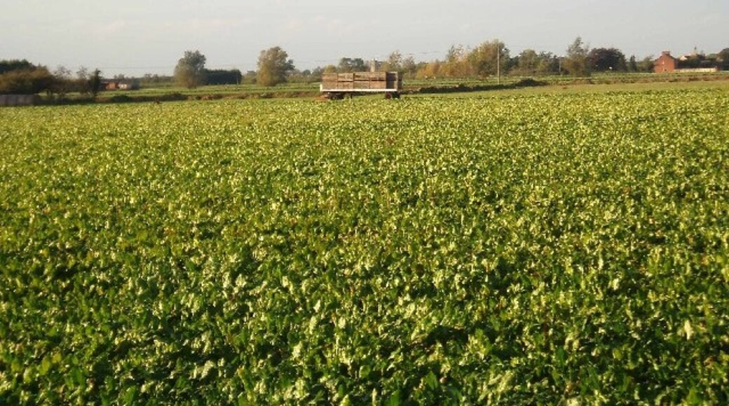 Ảnh "Làng Emneth" của Dr Charles Nelson (CC BY-SA) / Cắt từ ảnh gốc