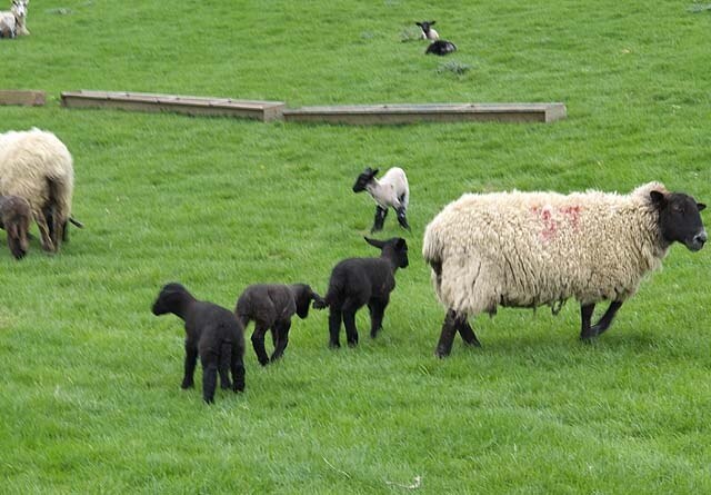 Foto „Silpho“ von Stephen McCulloch (CC BY-SA)/zugeschnittenes Original