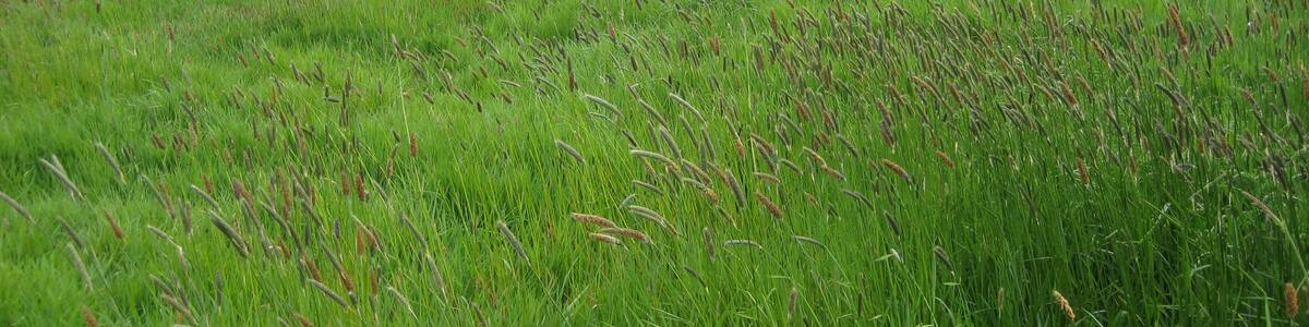 Photo ""Binnensalzstelle Rethriehen" Special Area of Conservation (Natura 2000 site) in Bremen (Germany)" by Gm-bremen (Creative Commons Attribution-Share Alike 4.0) / Cropped from original