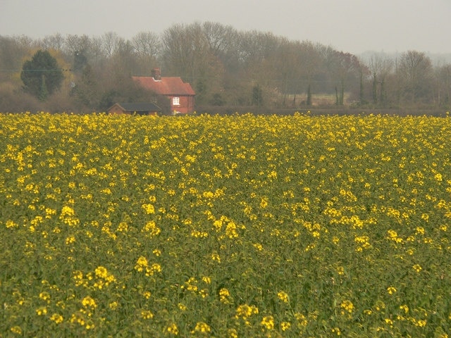 Early rapeseed Field of rapeseed early in the season. Looks quite pleasant before it has all gone that virulently greeny-yellow colour.