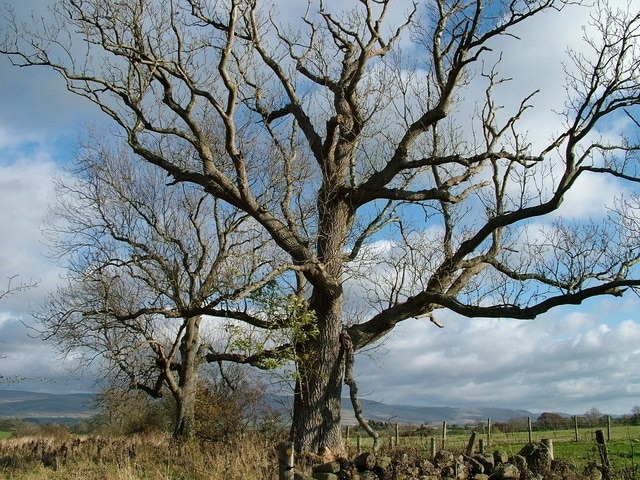 Foto “Hoff” tomada por David Brown (CC BY-SA); recorte de la original