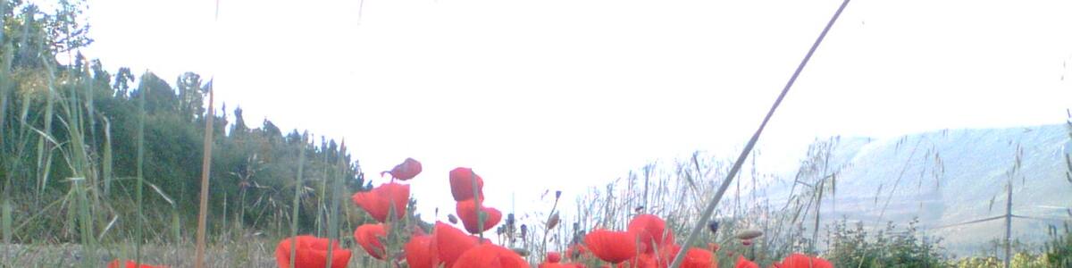 Photo "O Real, Rubiana 3" by Candil_celta (Creative Commons Attribution 3.0) / Cropped from original