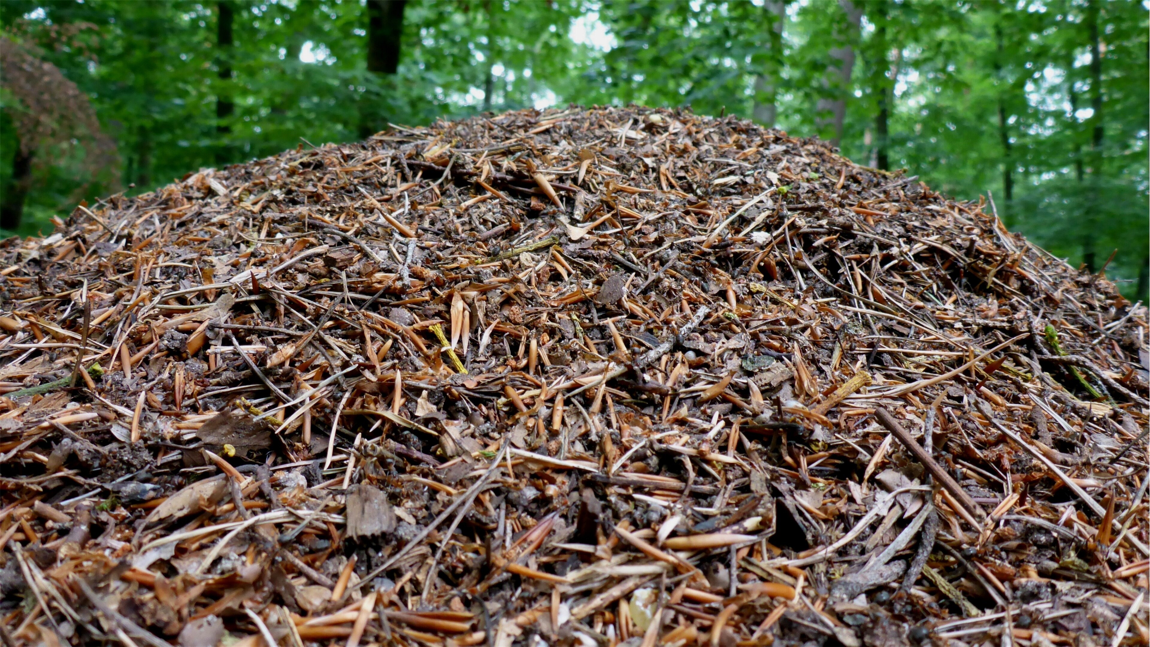 Photo "Blankenloch" by Günter Josef Radig (CC BY-SA) / Cropped from original