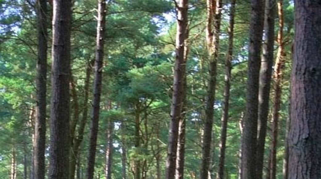 Photo "Tentsmuir Forest" by Mick Garratt (CC BY-SA) / Cropped from original