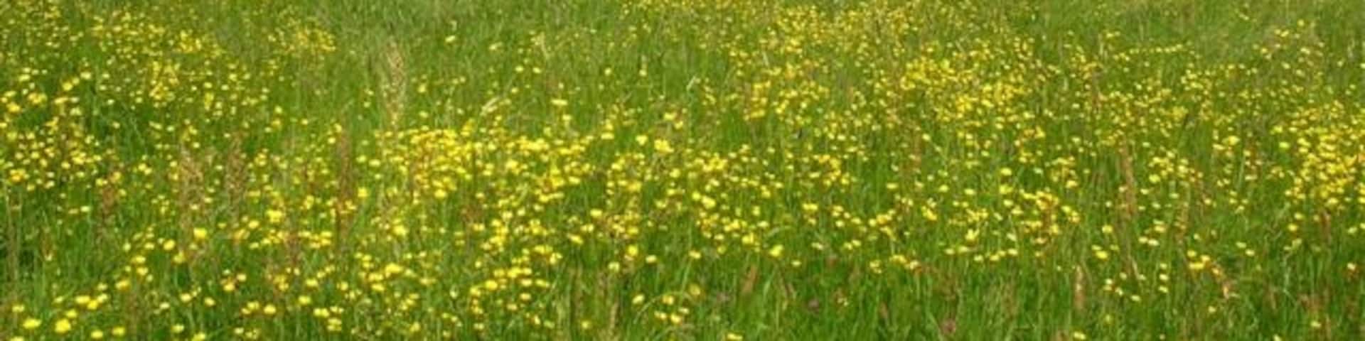 Field of Buttercups - Rufforth. Alongside a bridleway in Rufforth.