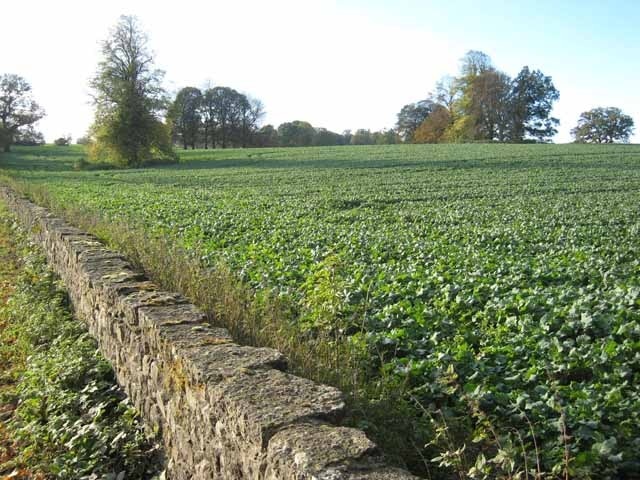 Thornton Watlass estate Rather unusually, a tract of typical parkland complete with scattered trees and bounding wall has been given over to arable farming.