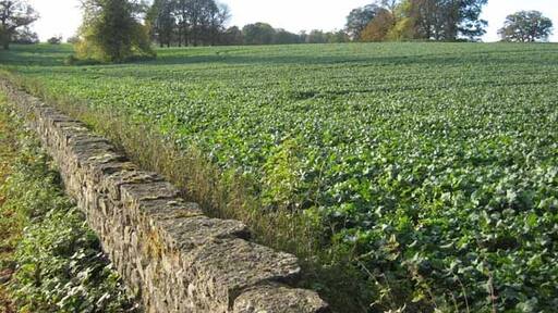 Foto “Burrill con Cowling” tomada por Oliver Dixon (CC BY-SA); recorte de la original
