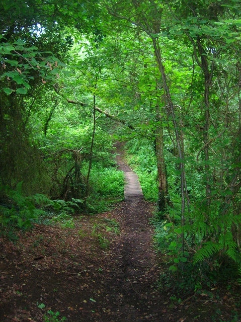 Footbridge, America Wood Crossing a small brook on the northern edge of the wood.