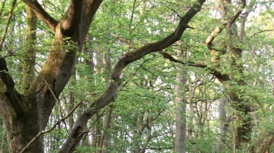 Foto "Everdon Stubbs" por Richard Smith (CC BY-SA) / Recortada de la original