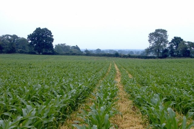 Maize field, Rushton. Maize field south of Hickhurst Lane, Rushton - a little east of the hamlet of Eaton.