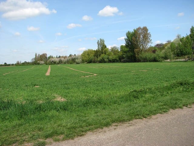 Kuva ”Elm” käyttäjältä Evelyn Simak (CC BY-SA) / rajattu alkuperäisestä kuvasta