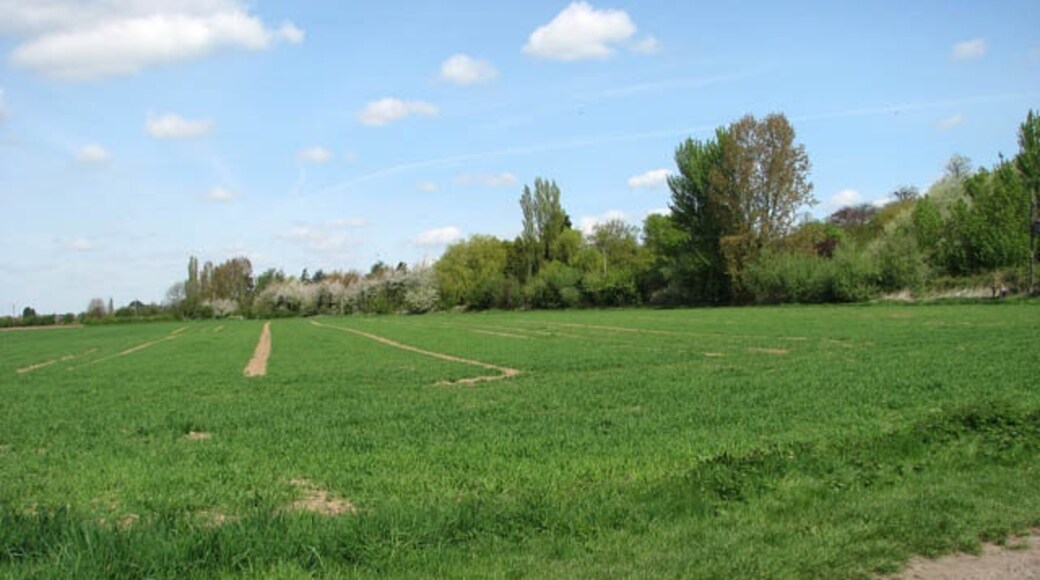 Kuva ”Elm” käyttäjältä Evelyn Simak (CC BY-SA) / rajattu alkuperäisestä kuvasta